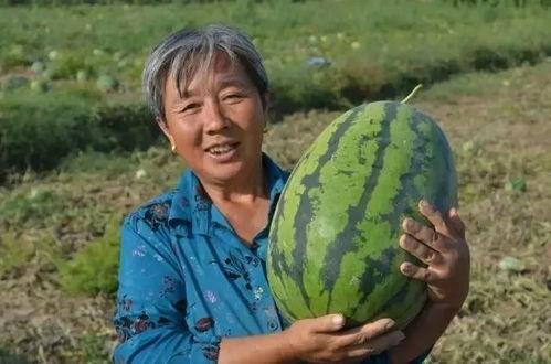 小墩墩吃瓜,小墩墩的瓜田奇遇记