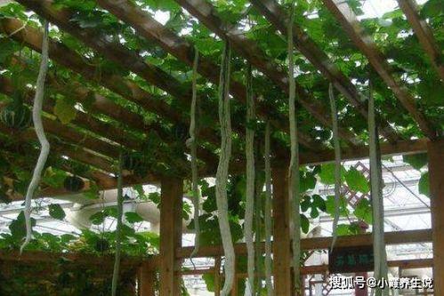 小巷人家吃蛇瓜,探寻神秘蛇瓜的独特风味