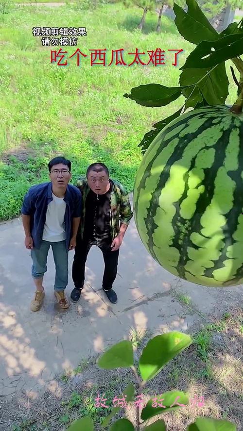 吃瓜吗现摘,尽享夏日清凉时光