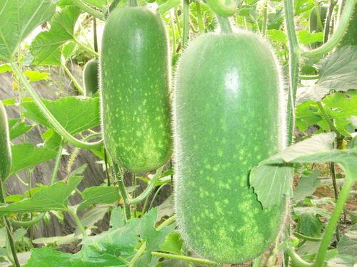 吃瓜可以瘦吗,揭秘瓜果中的瘦身秘密