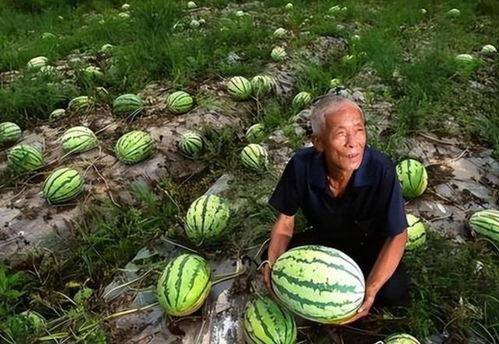 唯有吃瓜,方能洞悉世间百态