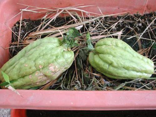 吃鸭瓜营养好吗,美味与健康的完美结合