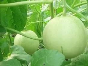 吃大瓜系统,网络社交新潮流的诞生与影响