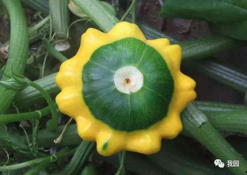 白飞碟瓜怎么吃,解锁清新口感新境界