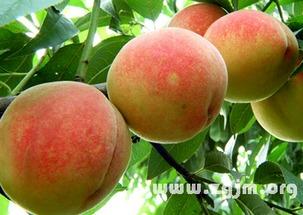 梦见摘瓜摘桃吃,摘瓜摘桃，品味甜蜜梦境之旅