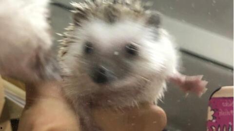 沙漠刺猬吃瓜,沙漠刺猬的奇妙瓜果之旅