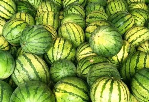 找瓜并吃瓜,揭秘网络“吃瓜”文化的魅力与争议