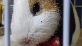 豚鼠可以吃的瓜,盘点适合它们食用的瓜类佳肴