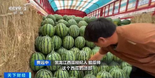 2019年吃瓜价格,回顾2019年吃瓜价格风云录