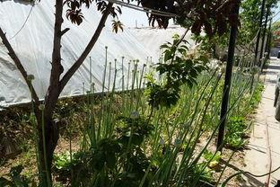 吃瓜视频长椅,网络红人聚集地背后的故事