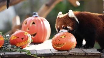 吃瓜动物看热闹,趣味横生的众生相