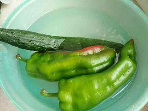 吃辣瓜的好处,舌尖上的健康益处揭秘