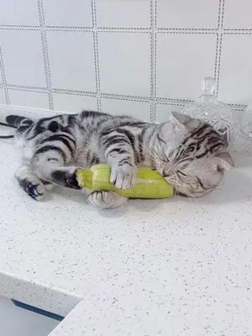 猫吃白瓜,白瓜成为猫咪新宠