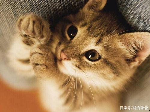 猫咪可以吃蒲瓜吗怎么吃,蒲瓜的食用方法与注意事项