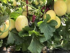 周末在家怎么吃瓜,轻松吃瓜指南