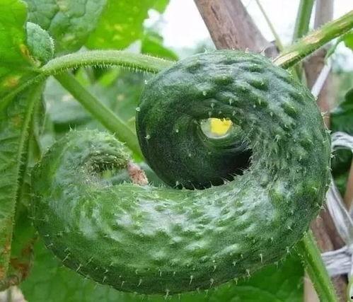 瓜弯怎么吃,解锁独特口感,尽享美味人生