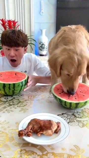 金毛主人吃瓜比赛,瓜果飘香,欢乐无限