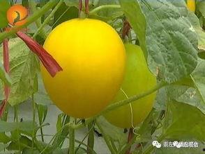 金乡花映映吃瓜,一场别开生面的吃瓜盛宴