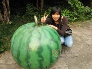 俊宇吃瓜,揭秘娱乐圈幕后故事